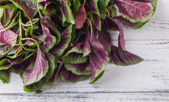 苋菜有什么营养价值