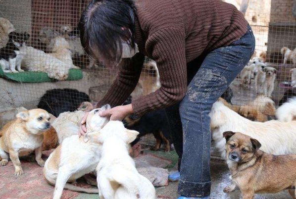 流浪狗撞伤老人，投喂者赔4万！流浪狗到底该不该喂？