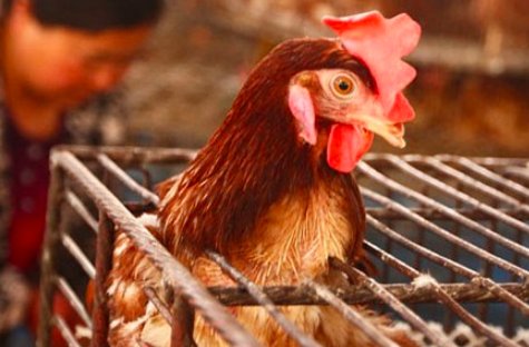 中国上一次禽流感是哪一年?