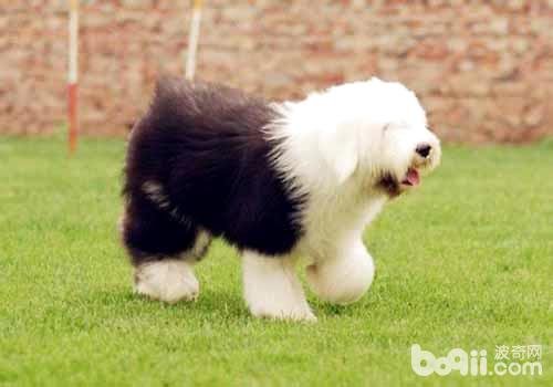 狗狗吃什么对毛发好？