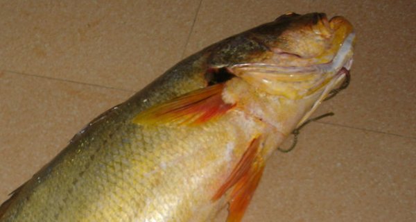 黄唇鱼为什么不能养殖?