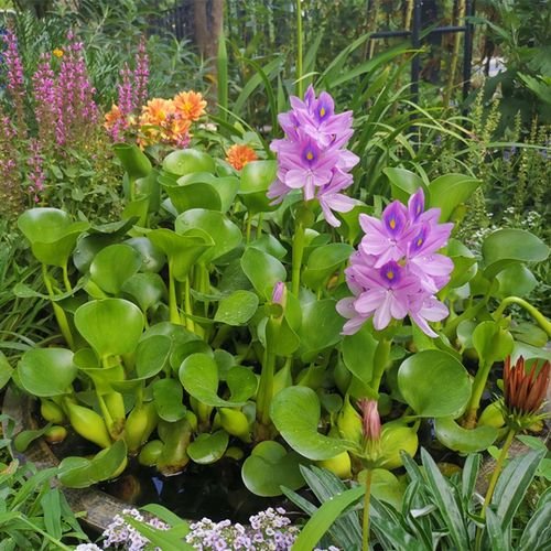 水葫芦是什么植物？