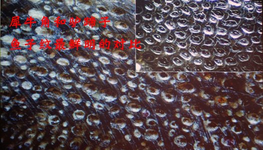 犀牛角真假用灯照可以辨别吗？