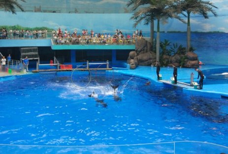 成都海昌极地海洋公园门票多少？