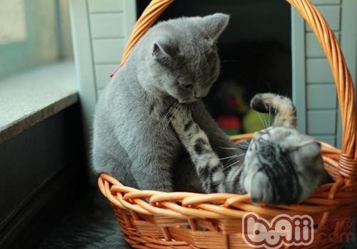 如何帮助猫咪减肥