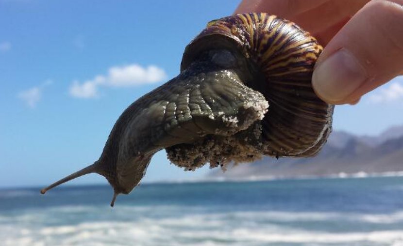 吸血蜗牛长什么样？