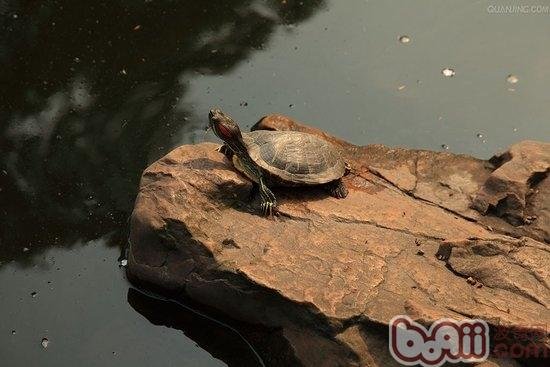 乌龟的眼睛肿了是怎么回事?