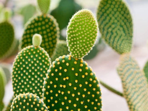 在电脑桌旁边放一盆仙人掌，到底能不能防辐射？