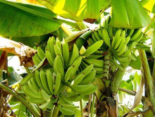 如何看东北人广西偷香蕉被“教育”?