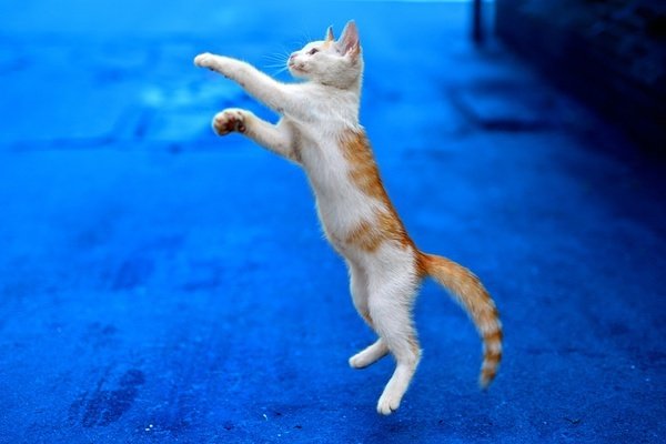 猫真的有九条命吗？