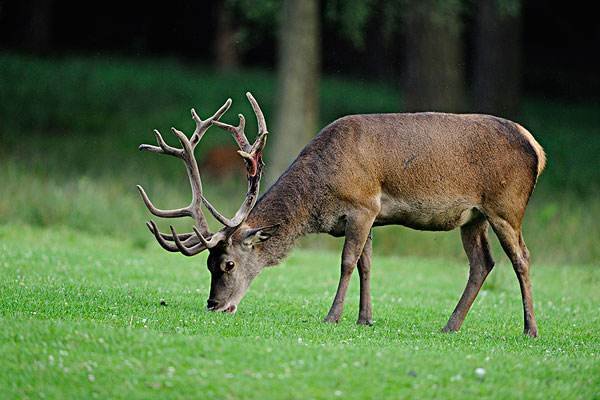 “僵尸鹿病”会传染给人类吗?