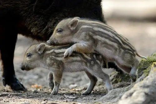 特种野猪的品种都哪些呢?