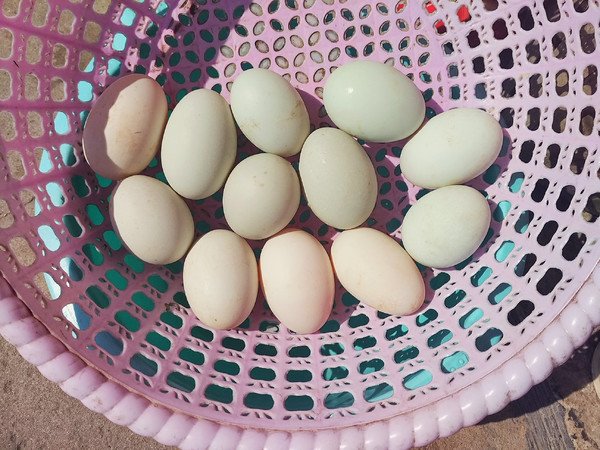 怎样腌制咸鸭蛋？