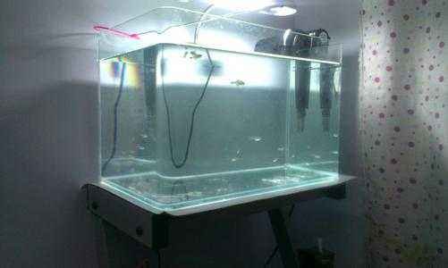 鹦鹉鱼身上发黑怎么办