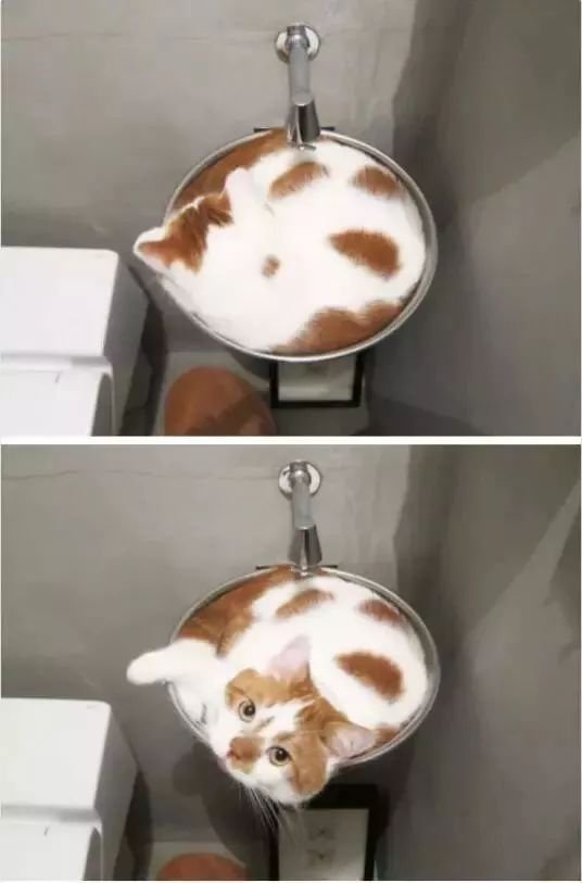 为什么大家都说猫的身体是液体的?