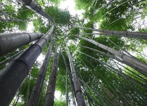 赞美老师的四句小诗有哪些?