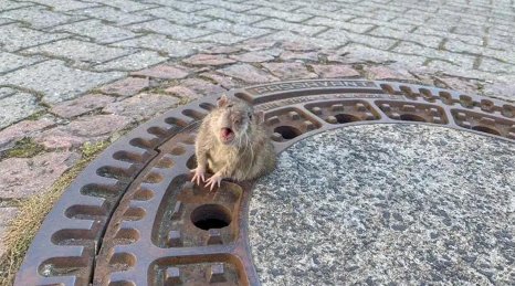 陕西西安究竟为什么会爆发出血热？