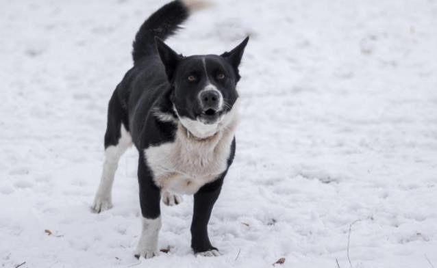 “bark”是什么意思?