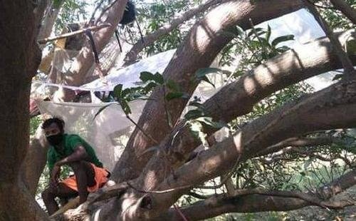印度一男子在树上隔离11天,这是怎么回事?