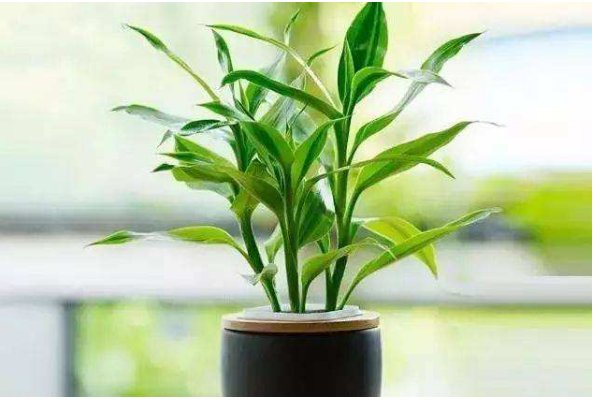 水养富贵竹怎么养