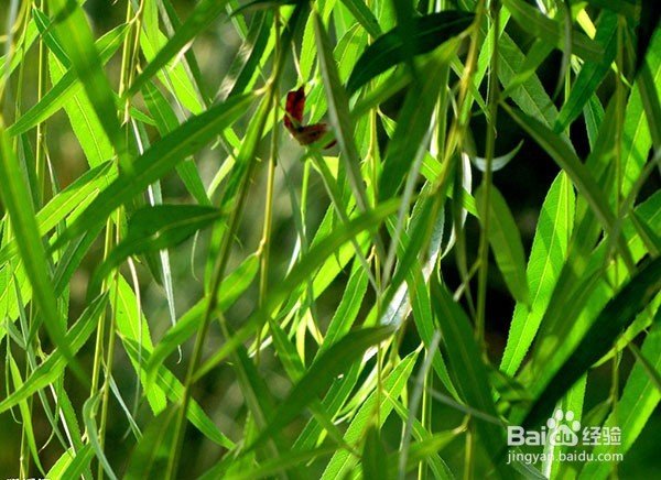 糜烂型脚气怎么根治？