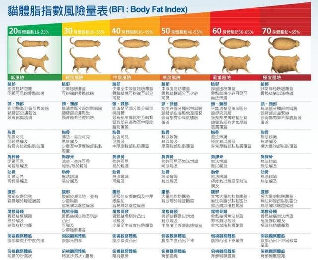 如何给猫咪减肥？