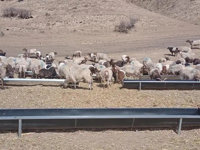 官方通报以给羊做核酸为由顺手牵羊事件,涉事人员会面临什么处罚呢?