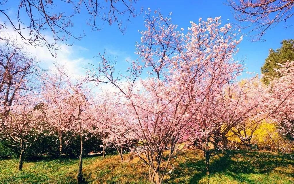 观赏性的樱花树长出的果实能吃吗?