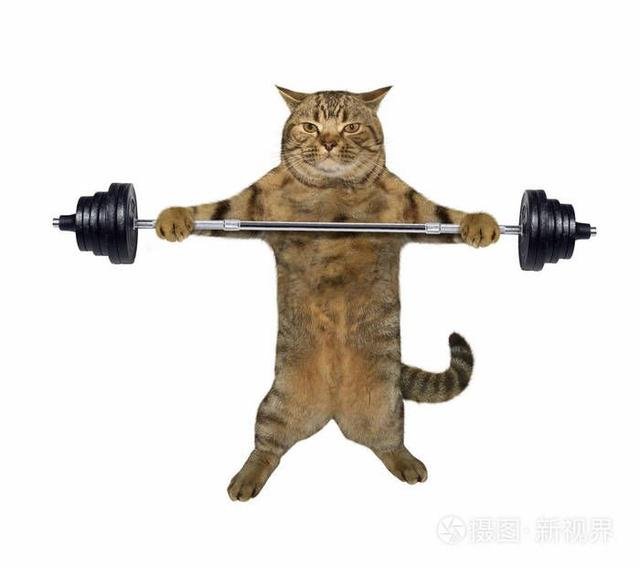 如何给猫咪减肥？