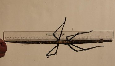 普洱现巨型竹节虫是什么?