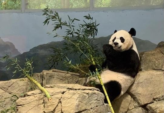 旅美大熊猫的现状如何，若回国的话会面临哪些困难？