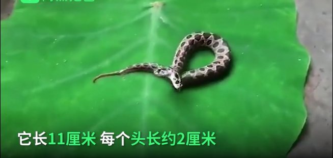 印度现罕见双头罗素蝰蛇，这种蛇的毒性强吗？