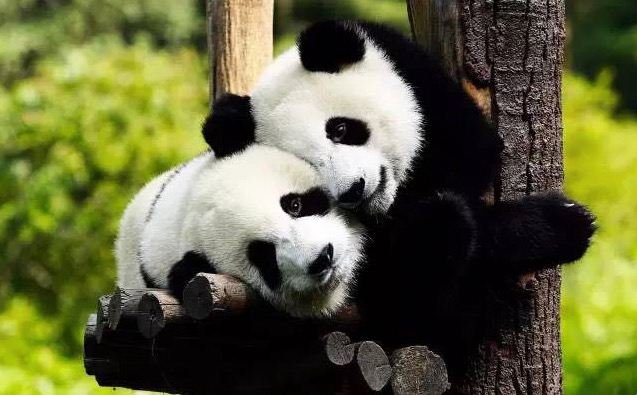重庆动物园通报大熊猫灵灵去世,都表明了什么情况?
