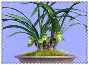 绿色的植物有哪些图片及名称