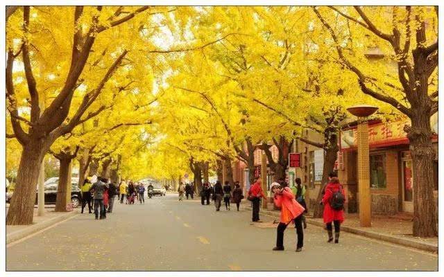 北京钓鱼台国宾馆的银杏大道为什么每年都能吸引那么多人前去观赏？