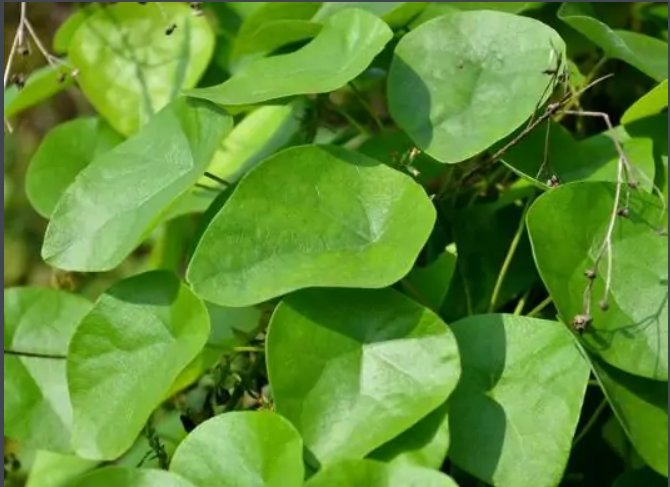 千金藤是什么？