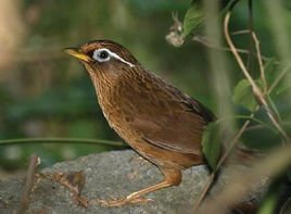 母画眉鸟会鸣唱吗？