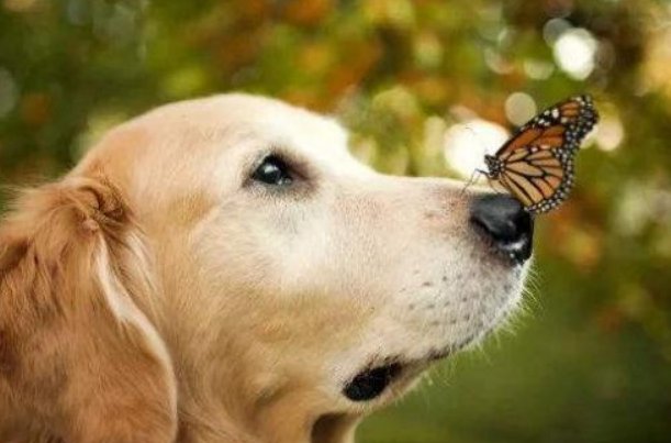 四川狗子独自乘坐公交，快到站门口乖巧等下车，狗狗的智商有多高？