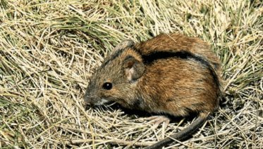 陕西西安究竟为什么会爆发出血热？