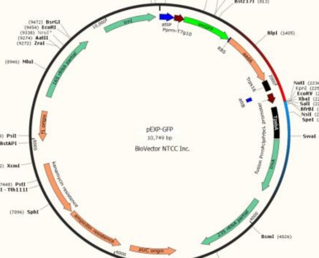 如何构建一个基因的过表达载体