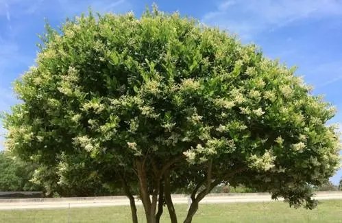 乔木是什么意思？