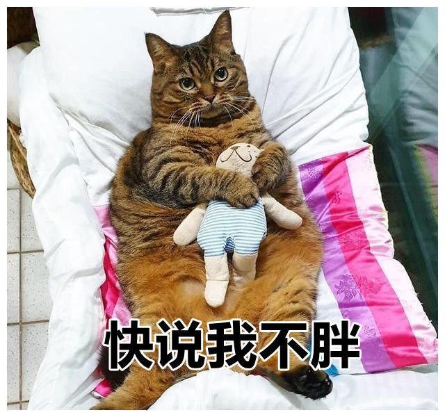 如何给猫咪减肥？