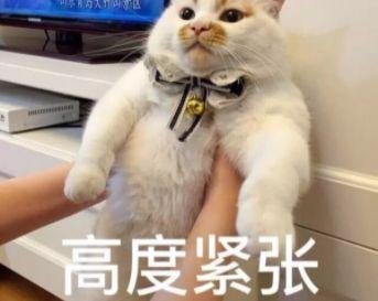 如何给猫咪减肥？