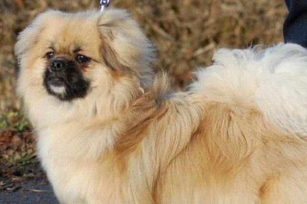 藏獒和藏犬有什么区别