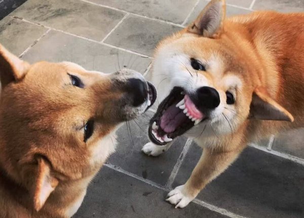 四川狗子独自乘坐公交，快到站门口乖巧等下车，狗狗的智商有多高？