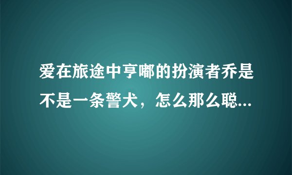 爱在旅途中亨嘟的扮演者乔是不是一条警犬，怎么那么聪明听话呢？太可爱了！