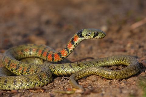 上海有毒的蛇有哪些?图片