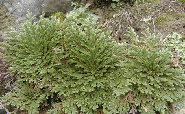 九死还魂草的功效有哪些