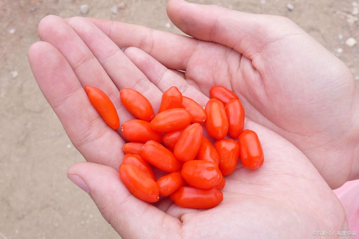 枸杞怎么吃最有营养?