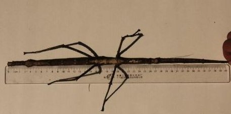 普洱现巨型竹节虫是什么?